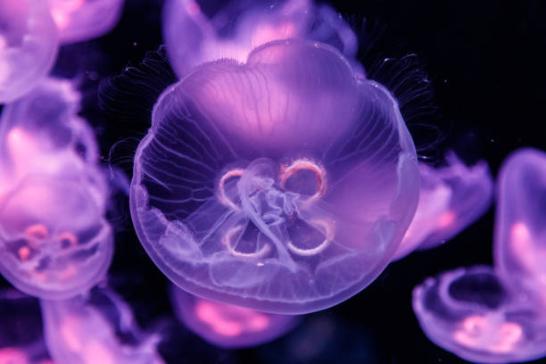 istock macro aurelia aurita semaeostomeae 1093245912