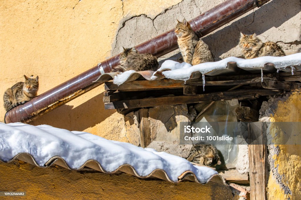 Kittens on the snow near the hot stove pipe Kittens on the snow near the hot stove pipe for getting warmer Abandoned Stock Photo