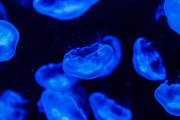 istock macro aurelia aurita semaeostomeae 1093247234