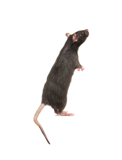 istock Rat stands on hind legs 1093247470