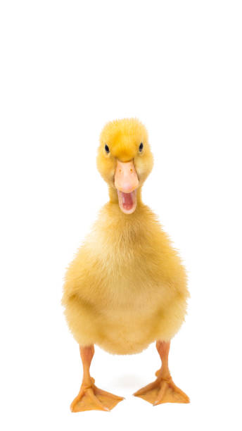 istock little goslings isolated 1093247506