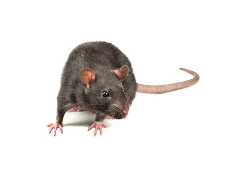 Active grey rat on a white background
