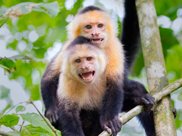 White-Faced Capuchin Monkeys showing aggression, Tortuguro National Park, Costa Rica White-Faced Capuchin Monkeys (Cebus capucinus), Tortuguero National Park, Costa Rica tortuguero national park photos stock pictures, royalty-free photos & images