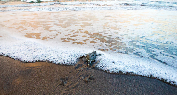 Green Sea Turtle (Chelonia mydas), Hatchling Entering the Ocean, Tortuguero National Park, Costa Rica