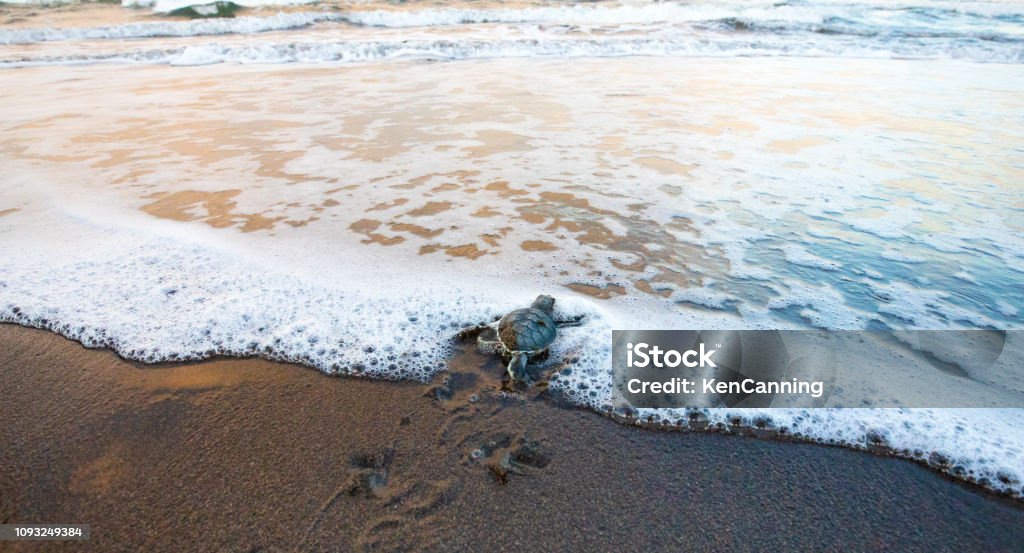 Baby Green Sea Turtle dashing to the Sea Green Sea Turtle (Chelonia mydas), Hatchling Entering the Ocean, Tortuguero National Park, Costa Rica Costa Rica Stock Photo