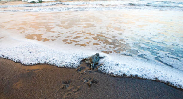 Baby Green Sea Turtle dashing to the Sea Green Sea Turtle (Chelonia mydas), Hatchling Entering the Ocean, Tortuguero National Park, Costa Rica green turtle stock pictures, royalty-free photos & images