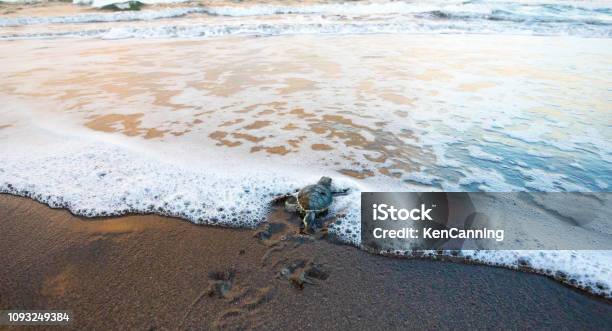 Baby Green Sea Turtle Dashing To The Sea Stock Photo - Download Image Now - Costa Rica, Turtle, Tortuguero National Park