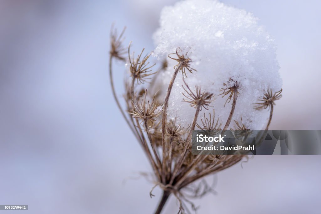 Snow capped Queen Anne’s lace in winter macro closeup of snow melting in a single dry queen annes lace flower head Seed Stock Photo