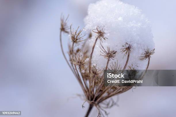 Snow Capped Queen Annes Lace In Winter Stock Photo - Download Image Now - Seed, Snow, Grass