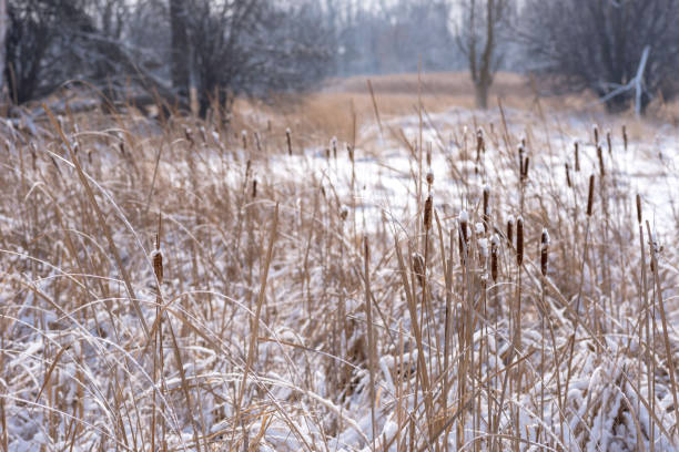 ground level view of cattails covered in fresh snow in winter