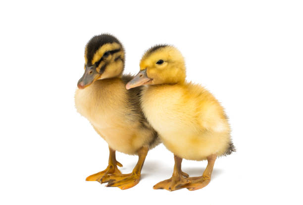 istock little goslings isolated 1093249610