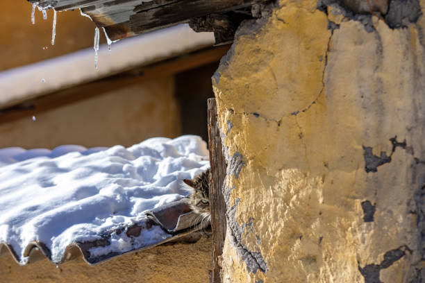istock Hiding Kitten looking at the camera behind the wall 1093249712