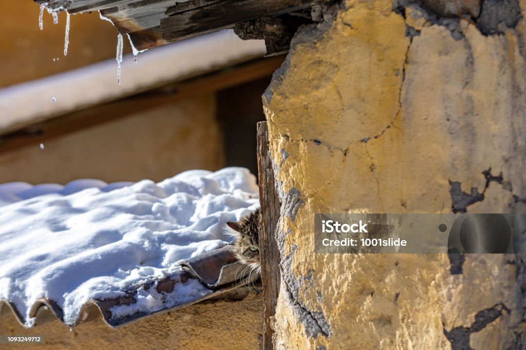 Hiding Kitten looking at the camera behind the wall Abandoned Stock Photo