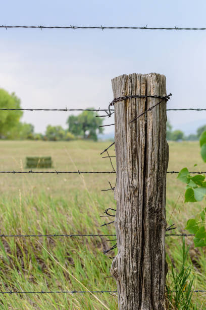 istock Old weathered barbed wire fence 1093249760