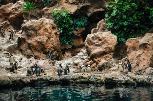 istock Group of Galapagos Penguin stand on stones 1093252768