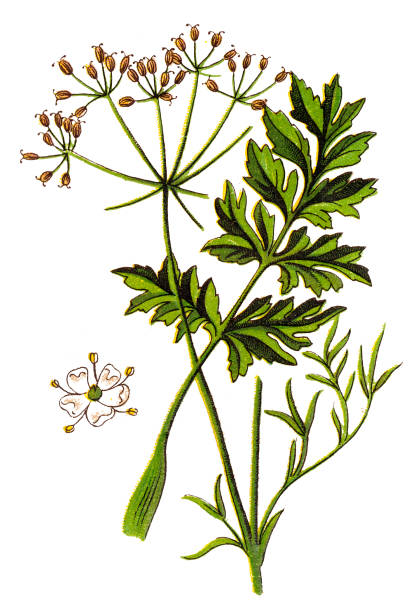 Caraway, also known as meridian fennel, and Persian cumin (Carum carvi) Illustration of a Caraway, also known as meridian fennel, and Persian cumin (Carum carvi) carum carvi stock illustrations