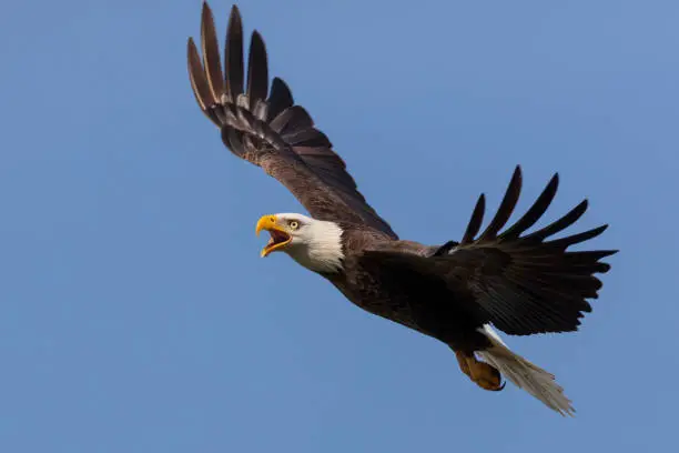 Photo of Bald Eagle in flight