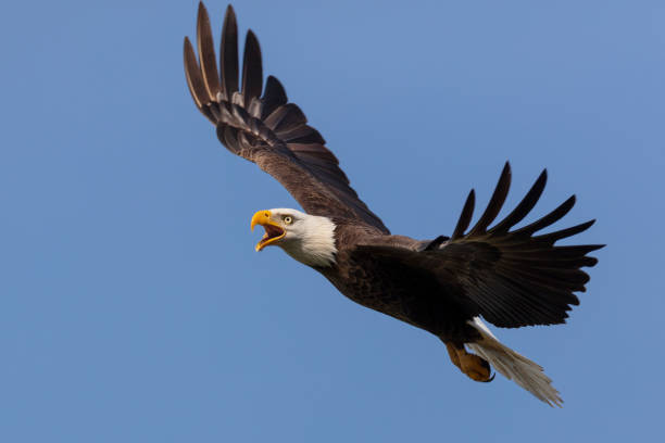 bald eagle in flight - bald eagle imagens e fotografias de stock