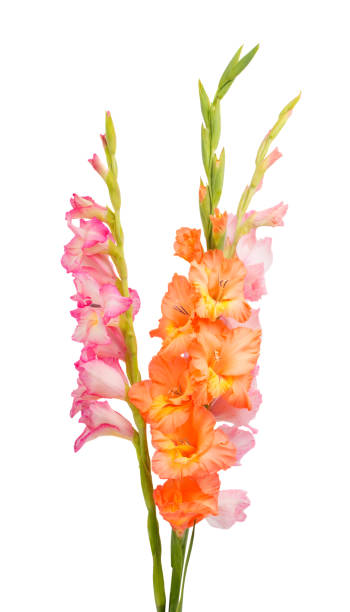 istock gladiolus flower isolated 1093255326
