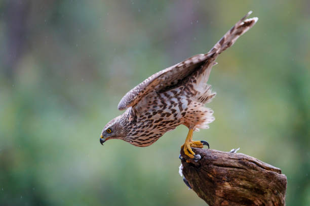istock Juvenile northern goshawk - Netherlands 1093260532