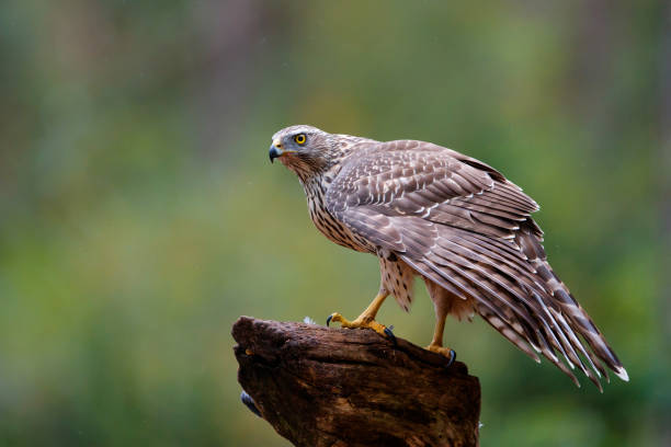 istock Juvenile northern goshawk - Netherlands 1093260546