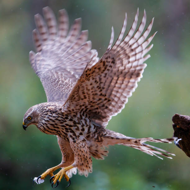 istock Juvenile northern goshawk - Netherlands 1093260568