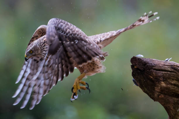 istock Juvenile northern goshawk - Netherlands 1093260570