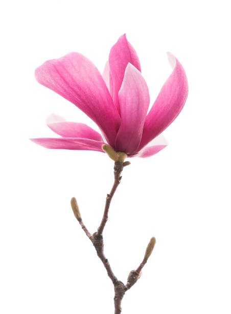 白地にピンクのモクレンの花 - magnolia white pink blossom ストックフォトと画像
