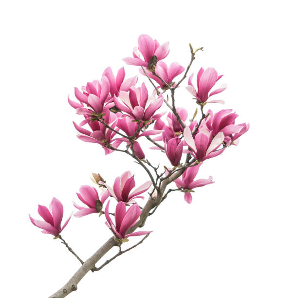 Pink magnolia flowers on white background
