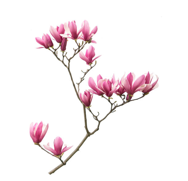 Pink magnolia flowers on white background