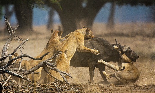 a pride of lion has ambushed a herd of buffalo and the image shows a buffalo in the process of being brought down.