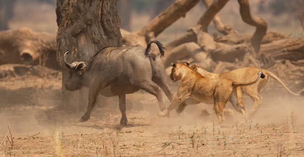 istock lion hunting buffalo 1093268530