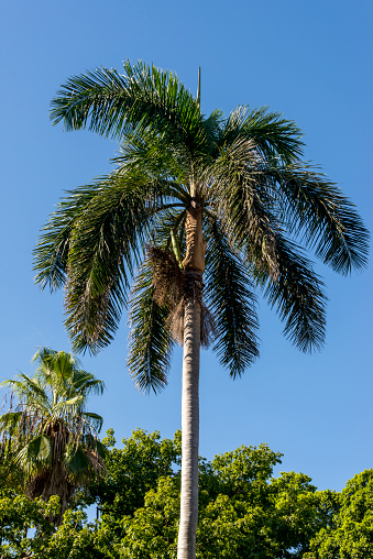 Royal Palm (Roystonea regia) tree is the National Cuban Tree a symbol of the country.