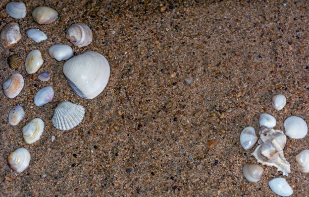 istock Two Group Of Seashells On Sand With Copy Space and Selective Focus 1093272662