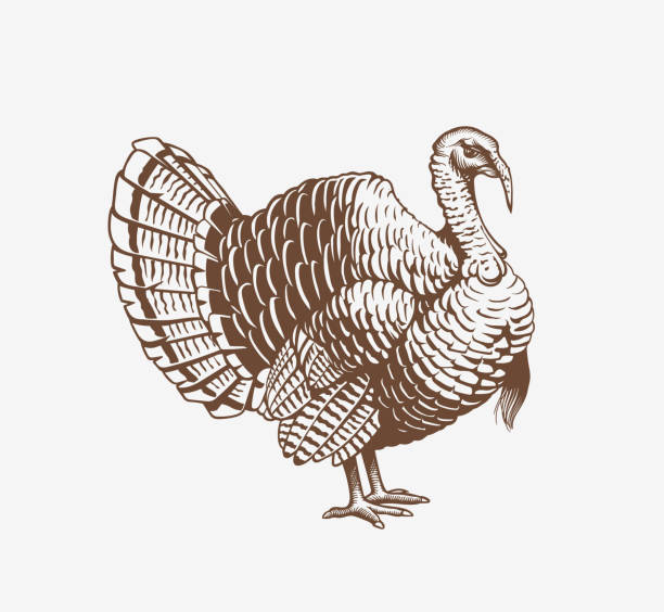 터키 손을 조각 또는 목 판에 그려진된 그림. 고 블러 고기와 계란 빈티지 요소를 생성 합니다. 배지 및 turkeycock 제조에 대 한 디자인 요소입니다. 벡터 일러스트 레이 션 - turkey stock illustrations