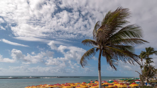 istock Sky and coconut tree from Frances beach, Maceio city, Alagoas state, Brazil 1093275336