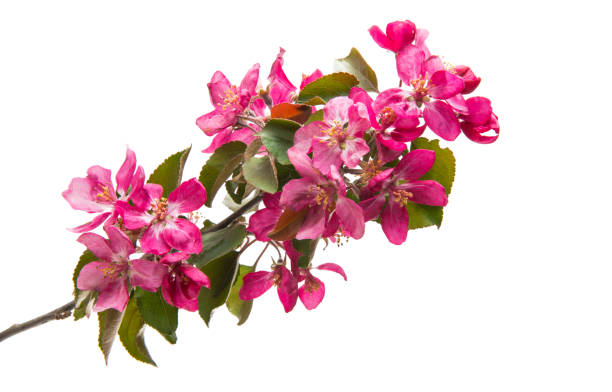istock branch with flowers of apple 1093276478