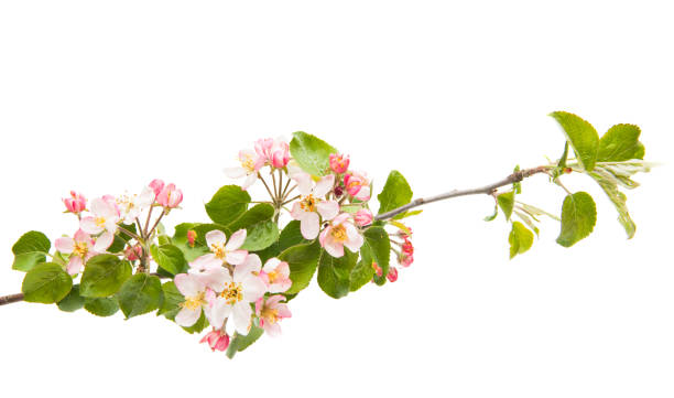 istock branch with flowers of apple 1093276954