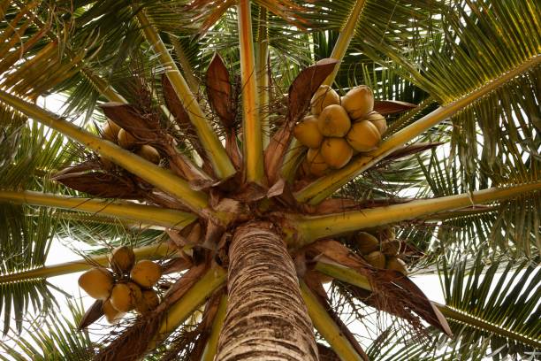 istock Looking up at Palm Tree with Coconuts on a Beach in Hopkins, Belize 1093277072