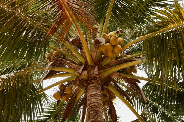 istock Looking up at Palm Tree with Coconuts on a Beach in Hopkins, Belize 1093277116