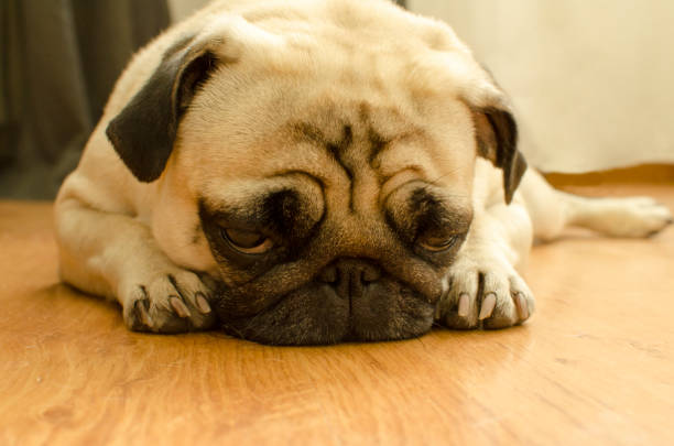 istock small cute dog breed pug sleeping on the floor 1093277400