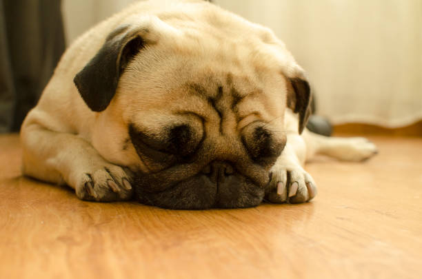 istock small cute dog breed pug sleeping on the floor 1093277422
