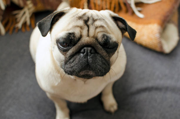 istock small dog breed pug sitting on sofa and looking at you 1093277486