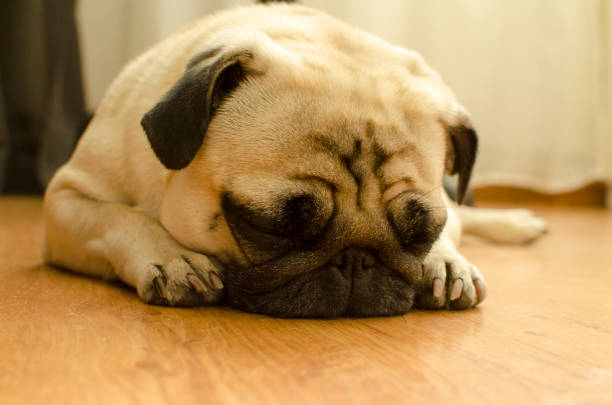 istock small cute dog breed pug sleeping on the floor 1093277488