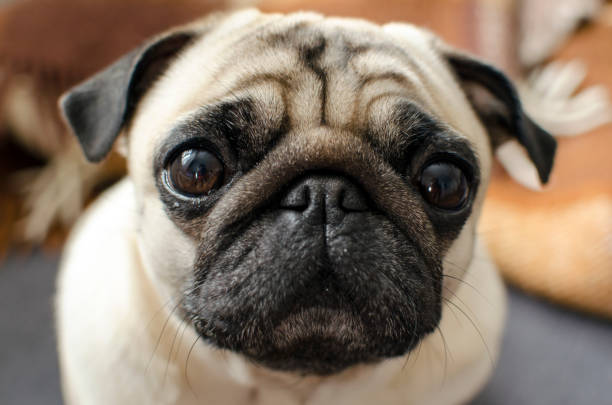 istock small dog breed pug sitting on sofa and looking at you 1093277492