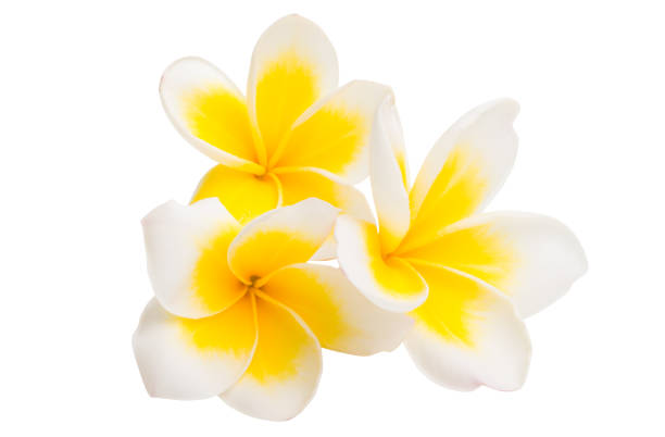 istock plumeria flower isolated 1093277496