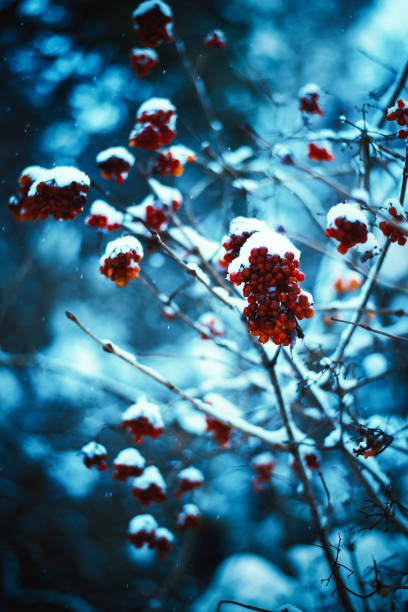 istock Red viburnum berries with winter background. Cold weather. Man hand keeps a branches of viburnum. Winter background. 1093280744