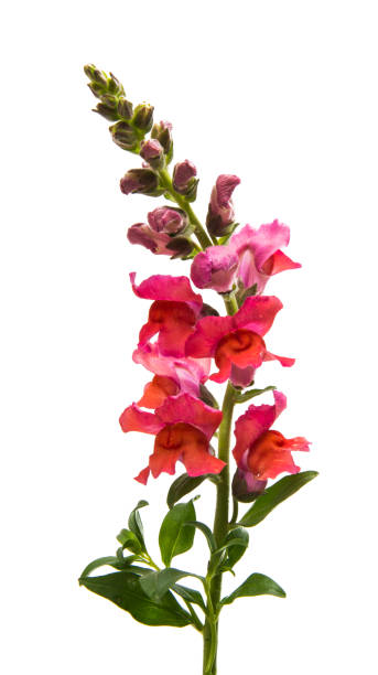 muflier fleur rouge isolé - snapdragon photos et images de collection