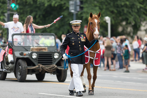Washington, D.C., USA - May 28, 2018: The National Memorial Day Parade, United States Navy member walking down constitution avenue with a horse