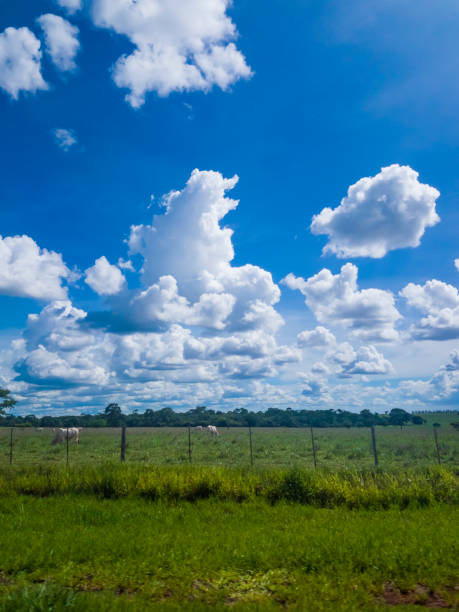 istock Green grass field and bright blue sky. Background. 1093284884